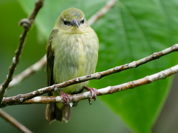 <h3><a href="/trips/costa-rica/biota/animalia/chordata/aves/040 passeriformes/127 thraupidae/cyanerpes cyaneus/cyanerpes cyaneus-nl.html">Cyanerpes&nbsp;cyaneus</a> / Red‑legged&nbsp;honeycreeper / Blauwe&nbsp;suikervogel</h3>OM-1 Mark II met OLYMPUS M.150-400mm F4.5, 1/1250 sec  bij F4.5, ISO 10000, afstand 5.61&nbsp;m